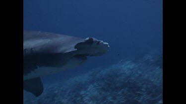 hammerhead shark swims past