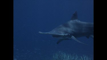 hammerhead shark turns