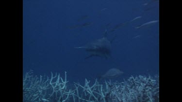 hammerhead shark swims past