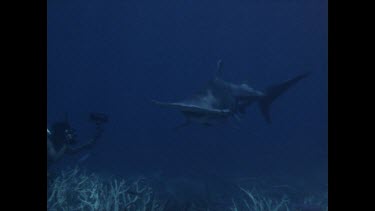 hammerhead shark as divers watch