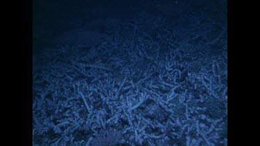 epaulette shark walks along coral