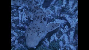 epaulette shark walks along coral