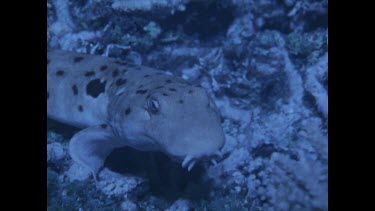 epaulette shark sitting on ocean floor