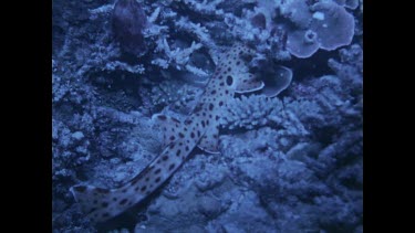 epaulette shark tries to hide in hole