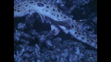 closeup of epualette shark fins