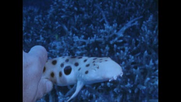 diver picks up epaulette shark