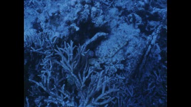 diver scares epaulette shark