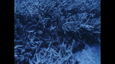 epaulette shark sits among coral