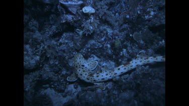 epaulette shark tries to hide in hole