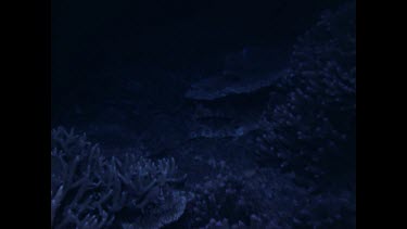 two epaulette sharks under coral fan