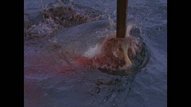 great white shark feeds on pole bait