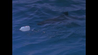 great white shark with bait line in mouth