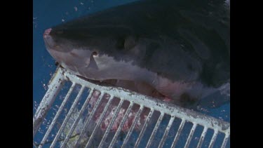 great white shark bites back of boat