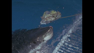 great white shark bites back of boat