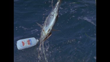 great white shark swims past dangling bait