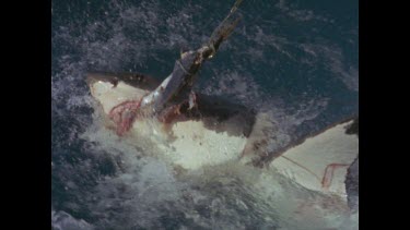 great white shark rips piece off fish bait