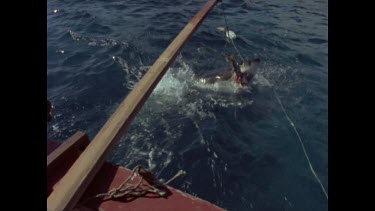 great white shark chomps on bait on pole