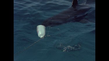 retrieving great white shark bait