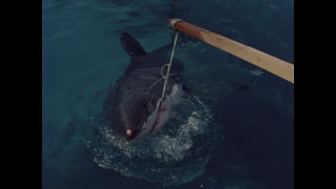 great white shark thrashes around at end of pole