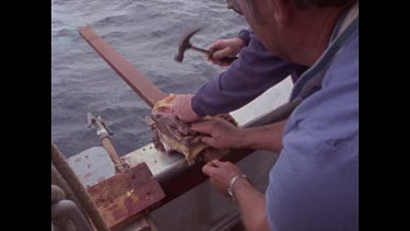 preparing bait to attract great white sharks