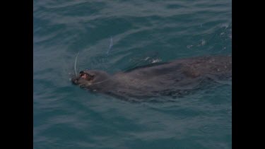 seal frolics in water