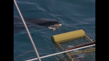 great white shark passes shark cage and takes bait