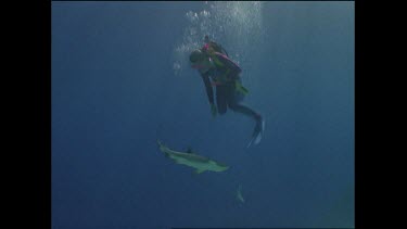 Valerie Taylor fends off attack from aggressive white tip shark