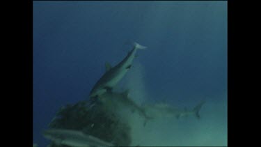white tip shark feeding frenzy