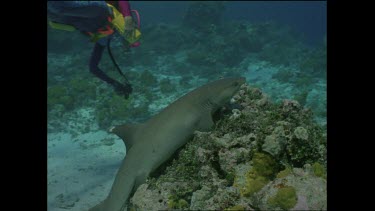 diver Valerie Taylor saves white tip shark that is caught on baited line