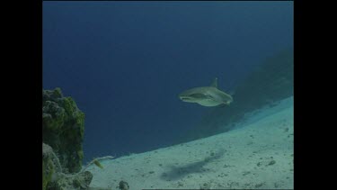 white tip shark approaches rock