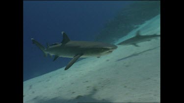white tip shark turns directly over ocean floor