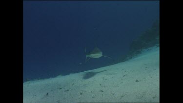 white tip shark circles above ocean floor