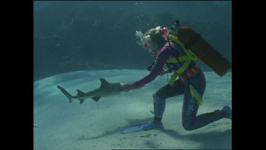 diver Valerie Taylor hand feeds white tip shark