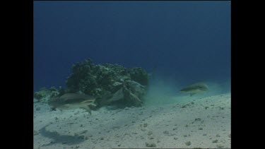hungry white tip sharks circle bait on coral table