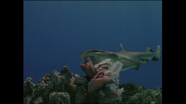 single white tip shark feeds on fish at coral table