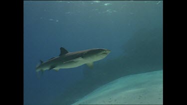 white tip shark swims overhead