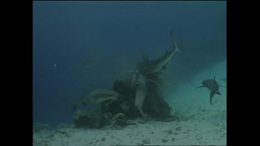white tip shark feeding frenzy then single shark swims away