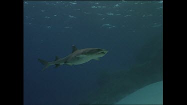 white tip shark swims overhead