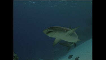 white tip shark swims by bait on coral table