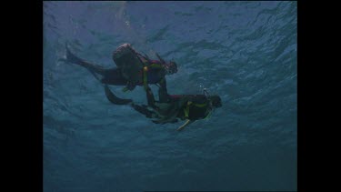 divers Valerie Taylor and Mark swim with bait to attract white tip sharks