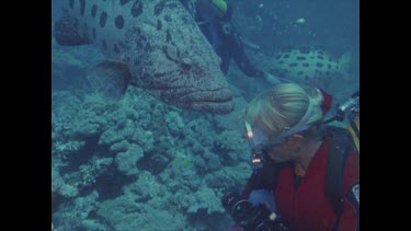 diver Valerie Taylor waves away curious potato cod