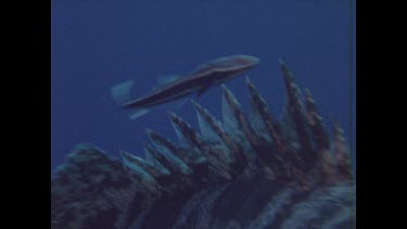 close up of potato cod dorsal fin spikes and remora