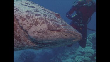 potato cod with fish hook in mouth swims past divers