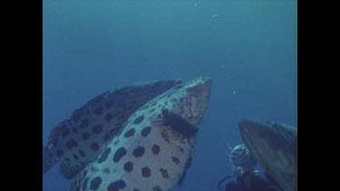 potato cod feed in water column as diver Valerie Taylor watches them