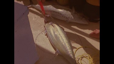 fisherman removes lure from fish mouth