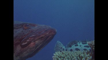 camera pans with potato cod to reveal diver Valerie Taylor