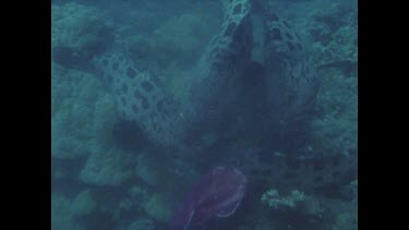 many potato cods swarm around red sack of bait