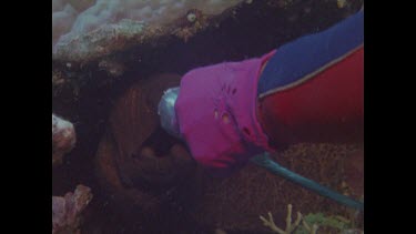 diver hand feeds moral eel