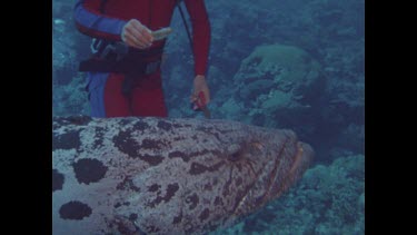 diver attempts to remove fishing hook from potato cod's mouth with pliers but fails