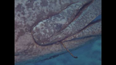 close up of fishing hook stuck in potato cod mouth